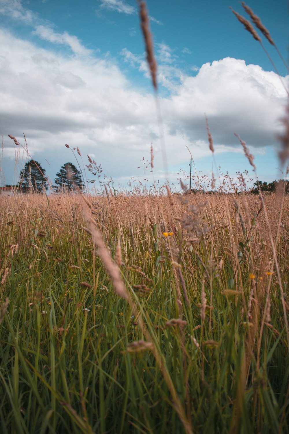 green grass field under cloudy sky during daytime