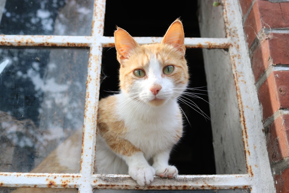 orange and white cat on window