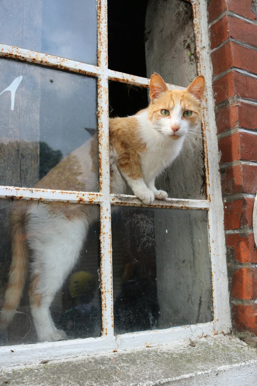 orange and white cat on brown wooden fence