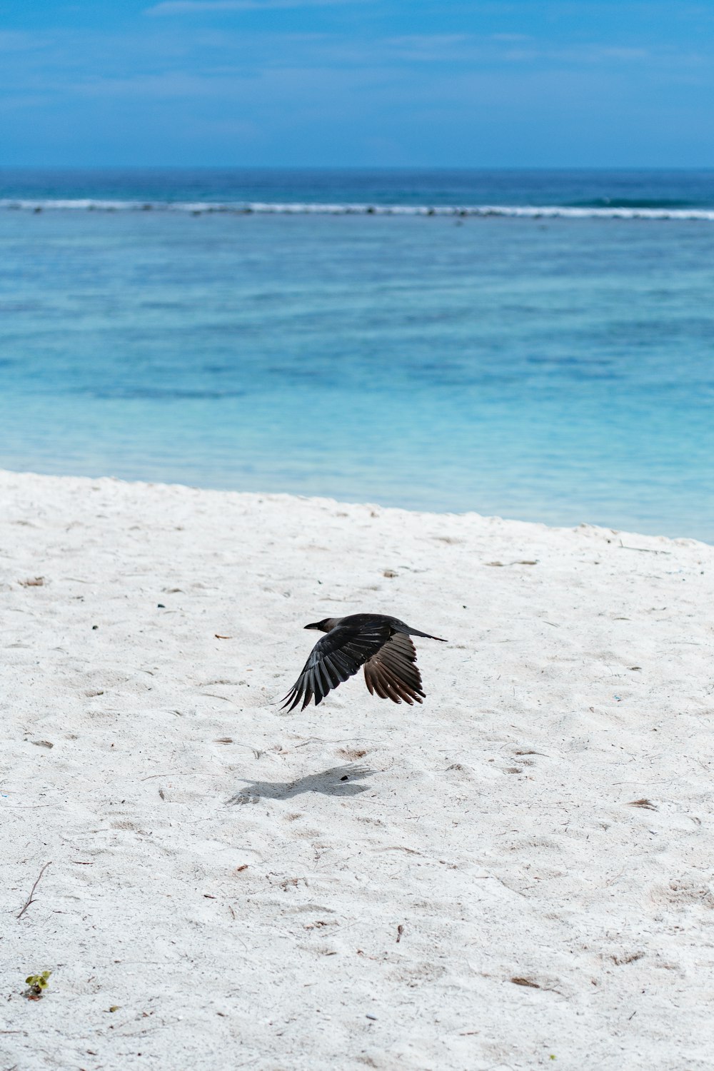 black bird on white sand near body of water during daytime