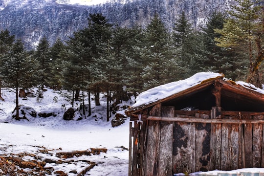 brown wooden house on snow covered ground near trees during daytime in Sikkim India