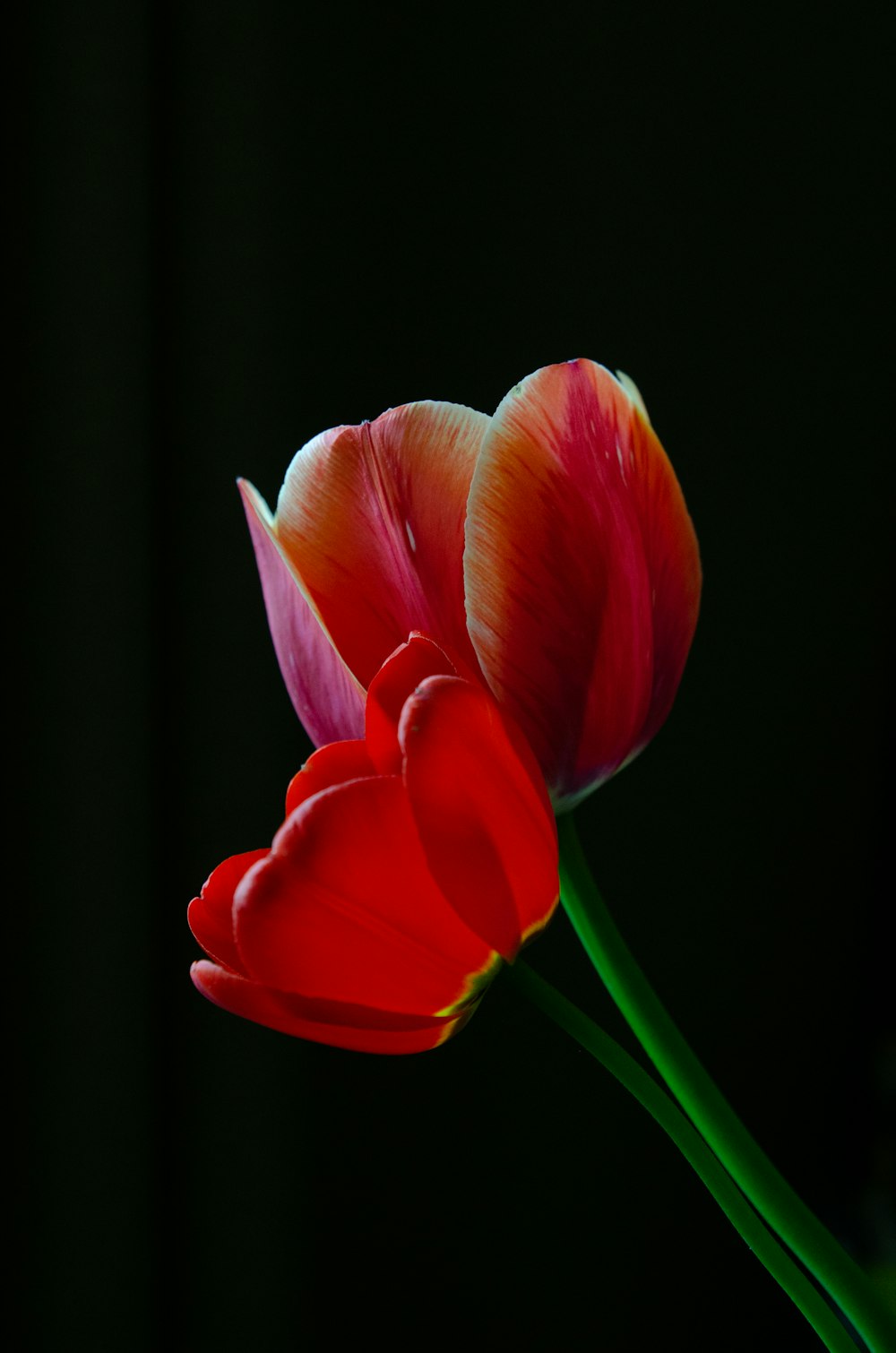 red tulip in bloom close up photo