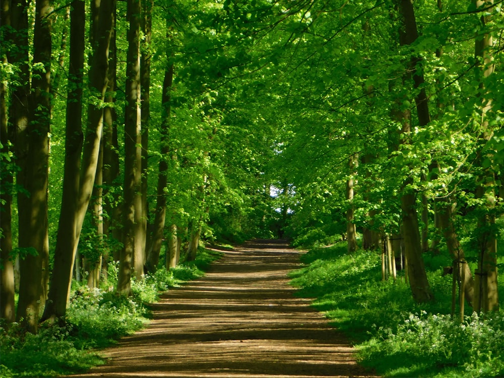 brown wooden pathway in between green trees during daytime