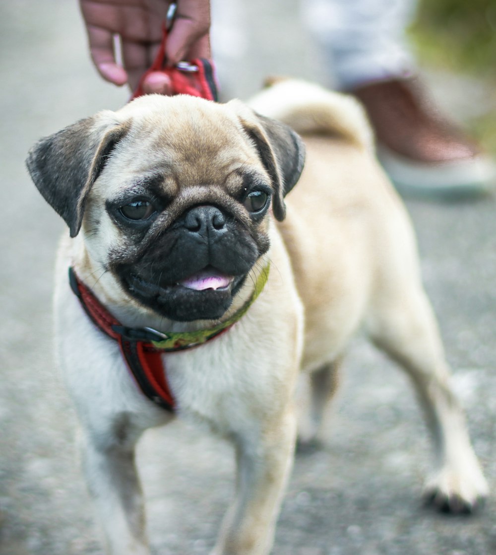 fawn pug with red leash