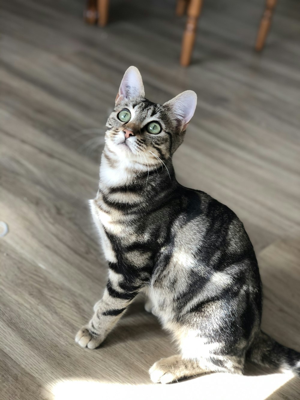 brown tabby cat on brown wooden floor