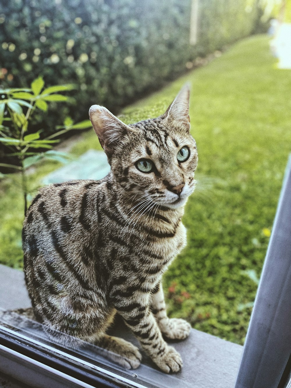 brown tabby cat on gray wooden table