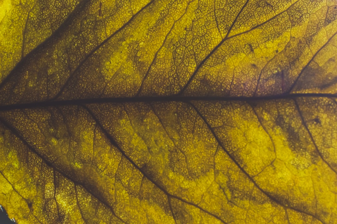 green leaf in close up photography