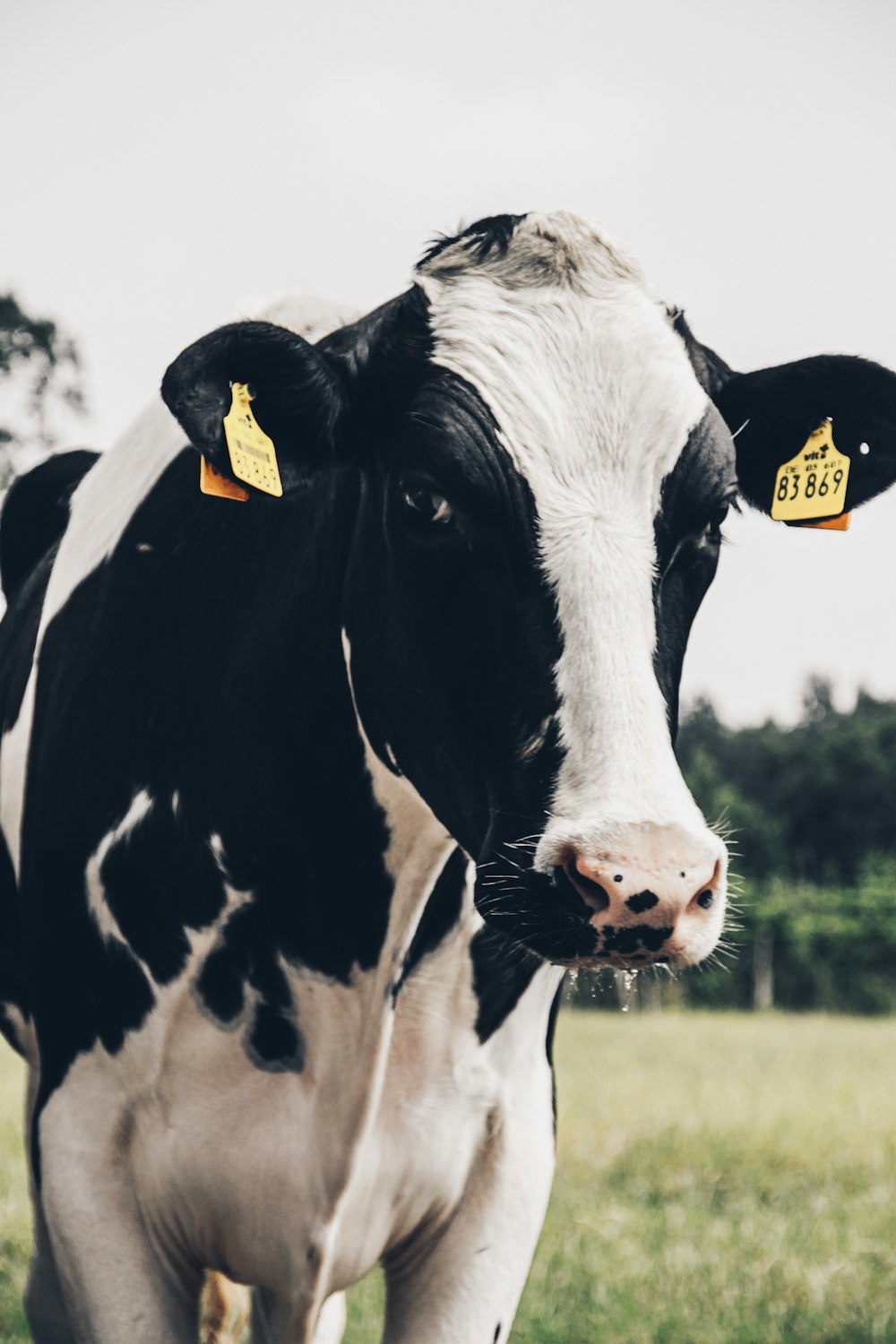 black and white cow on green grass field during daytime