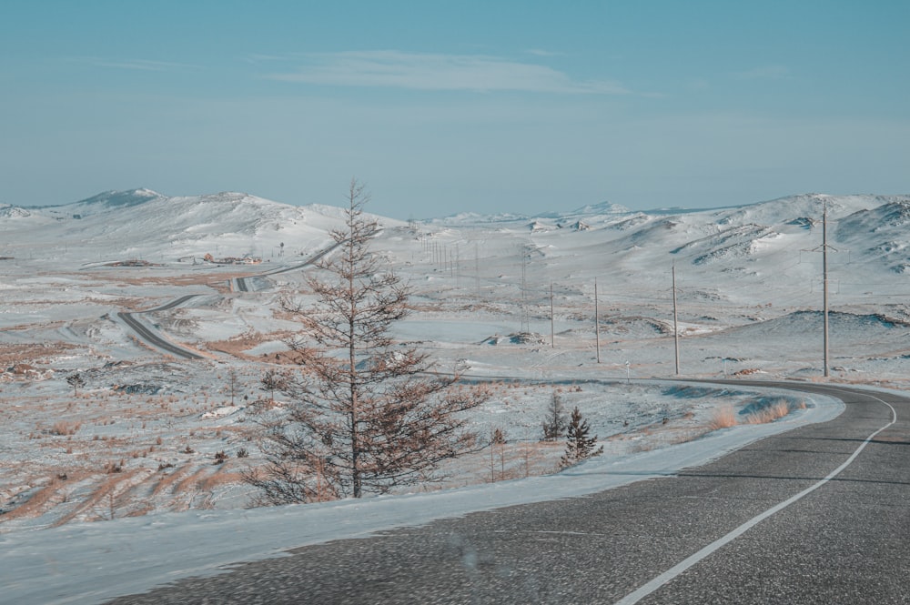 brown trees on snow covered ground during daytime