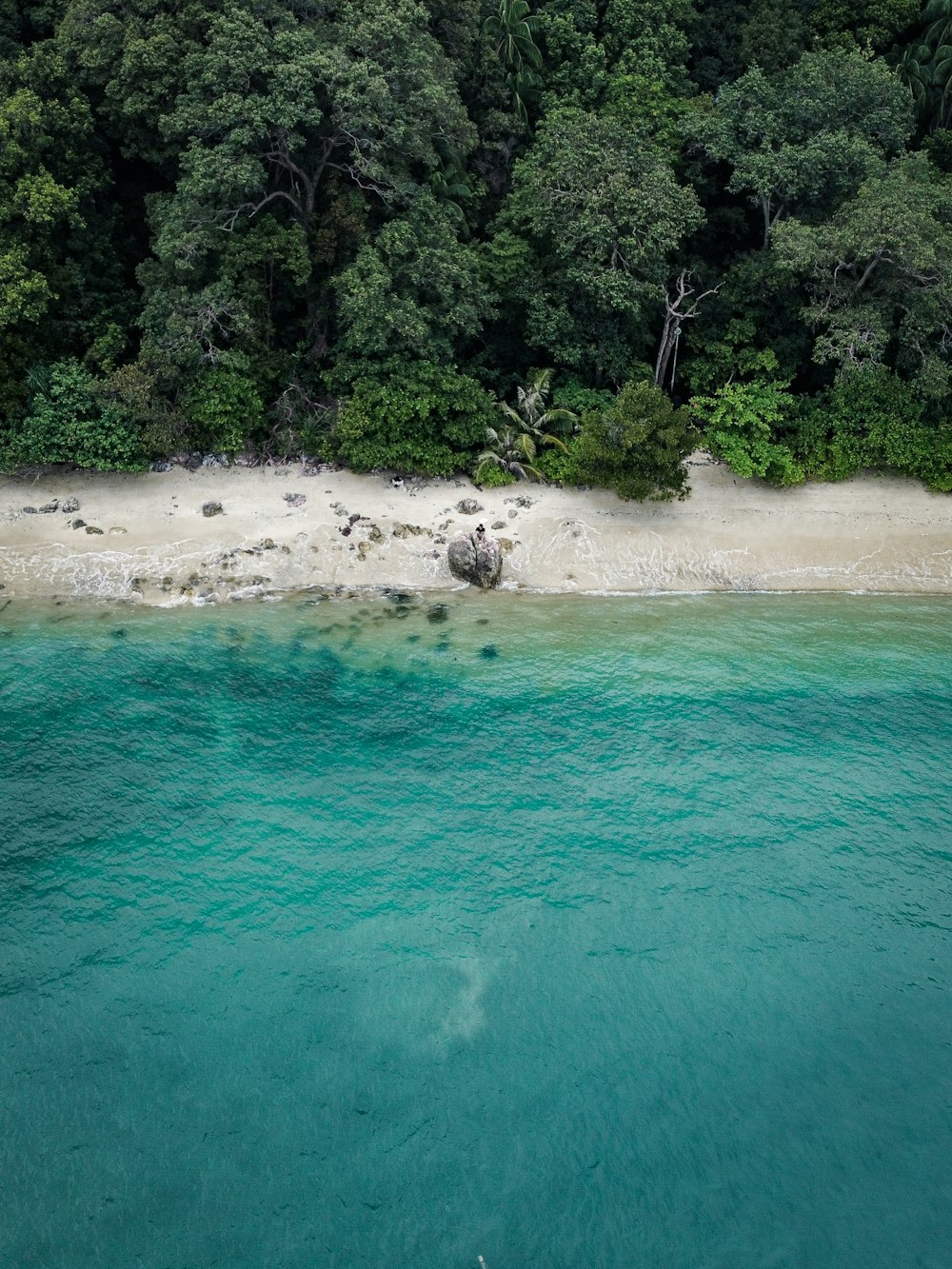 green trees beside body of water during daytime