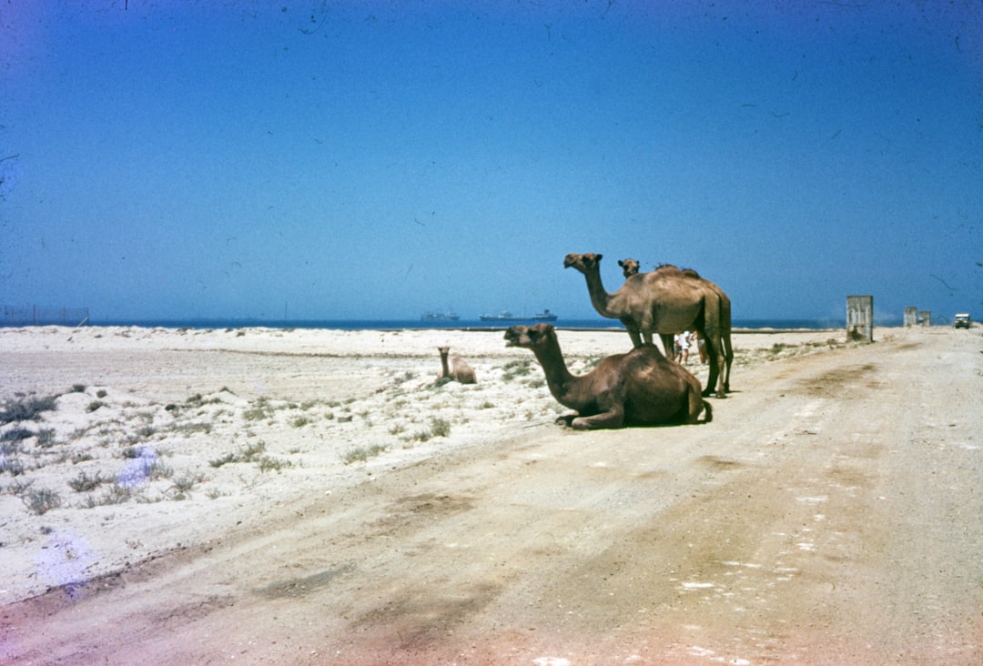 brown camel on white sand during daytime