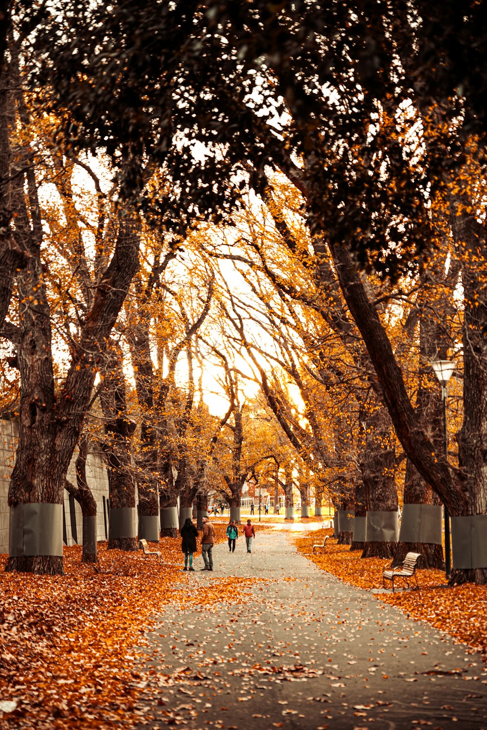 people walking on park with trees during daytime