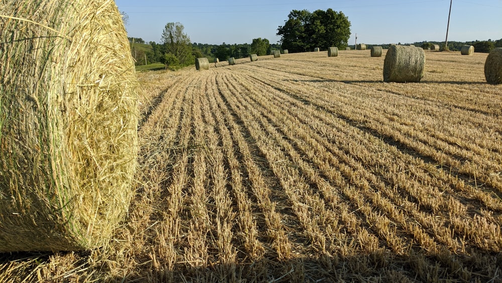 brown grass field during daytime