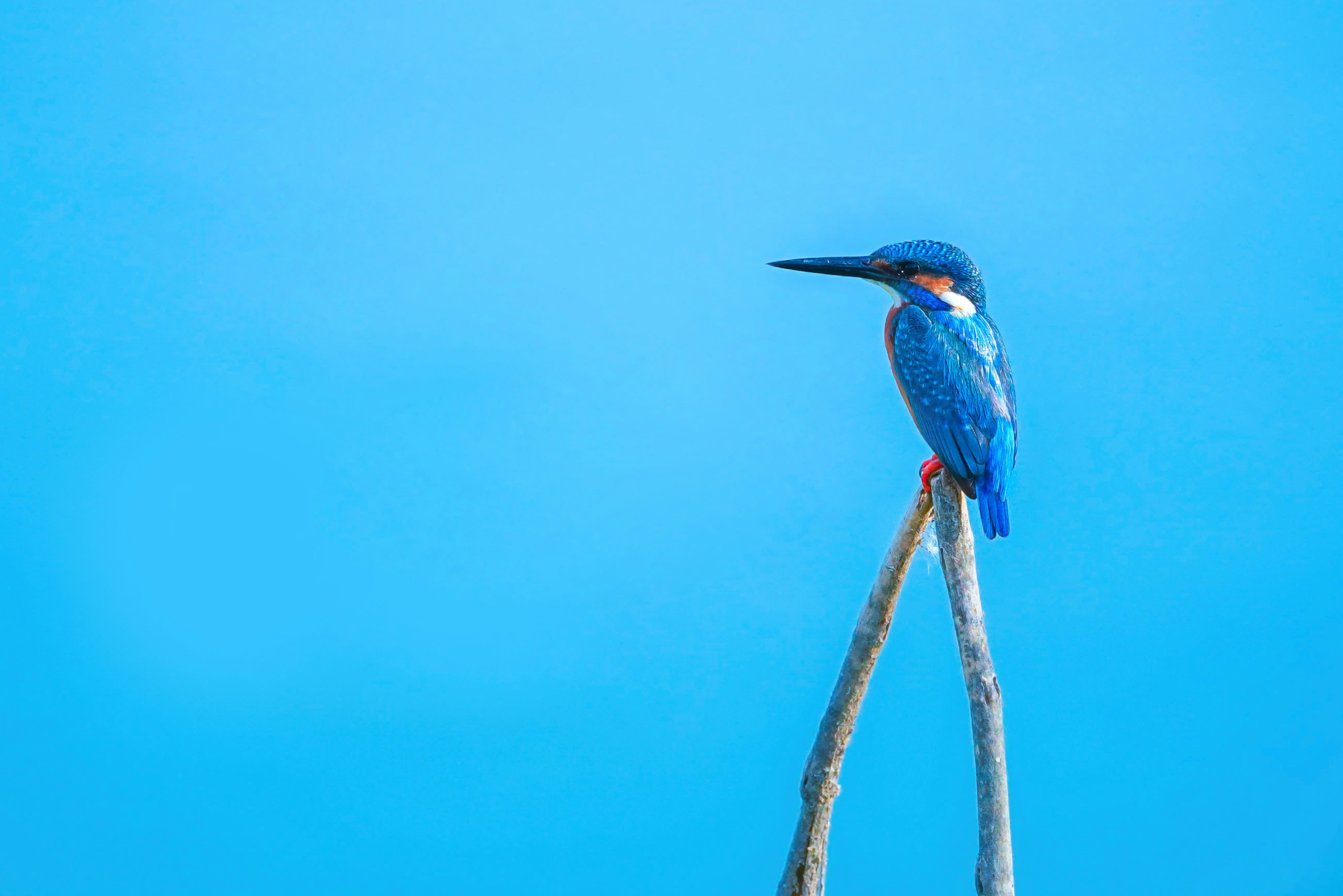 Blue and brown bird on brown tree branch during daytime photo – Free ...