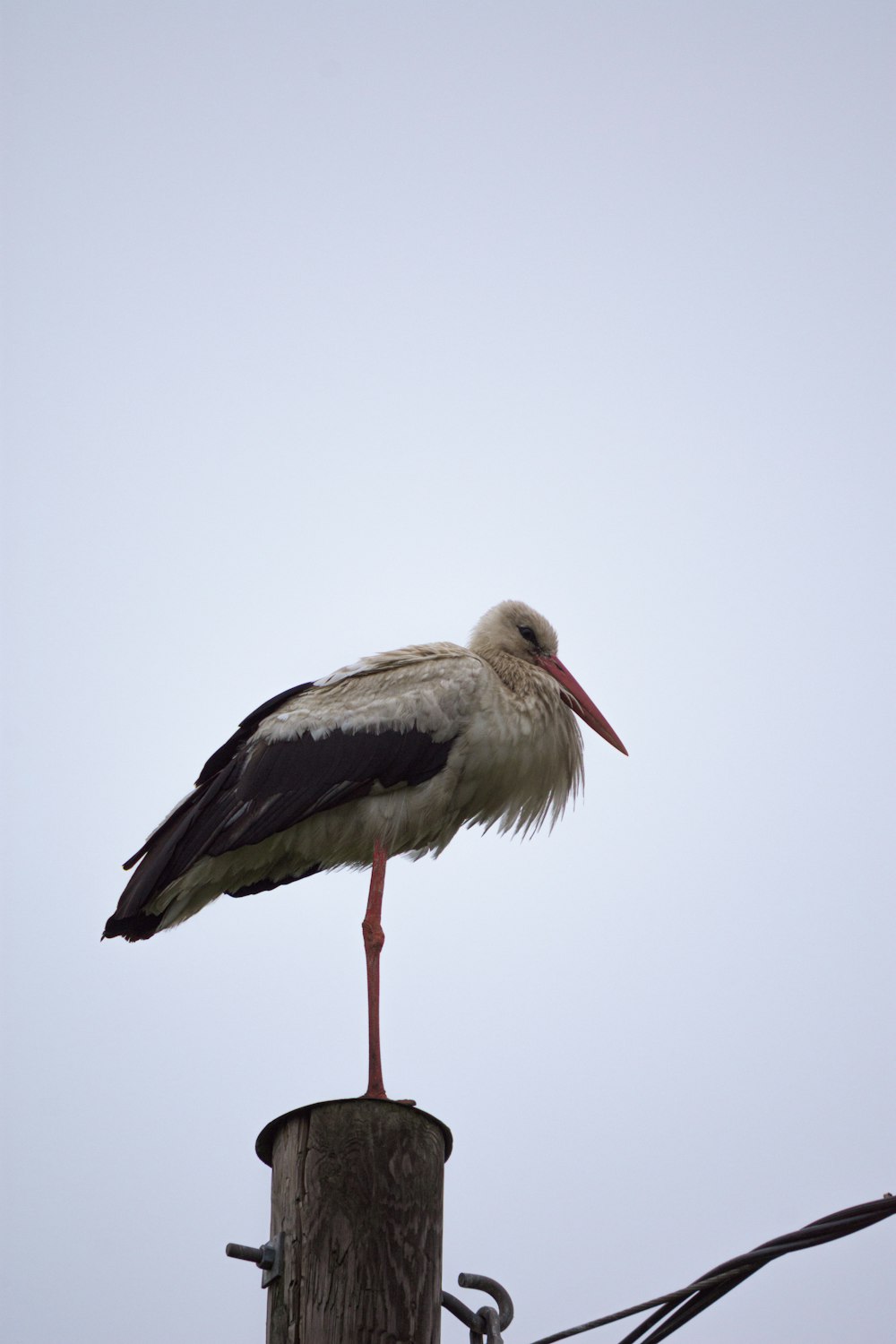 white stork perched on branch