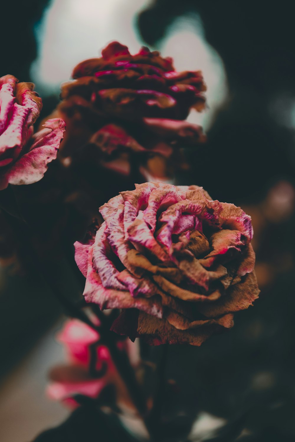 rosa rossa in fiore foto ravvicinata