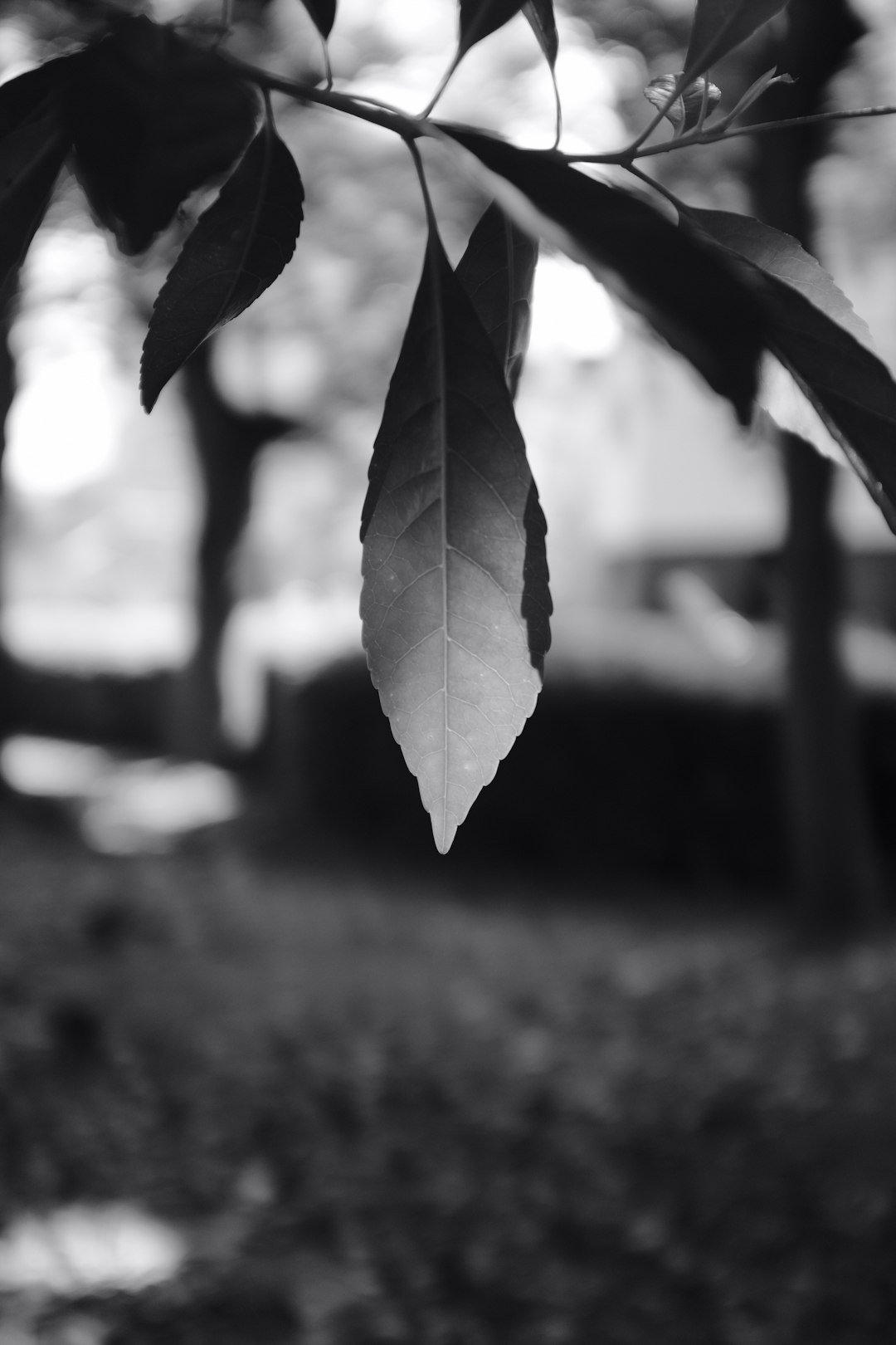 grayscale photo of green leaf