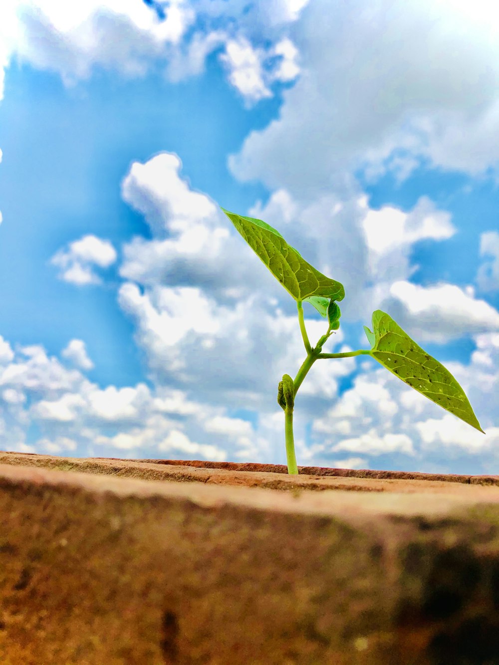 green plant on brown soil under blue sky and white clouds during daytime