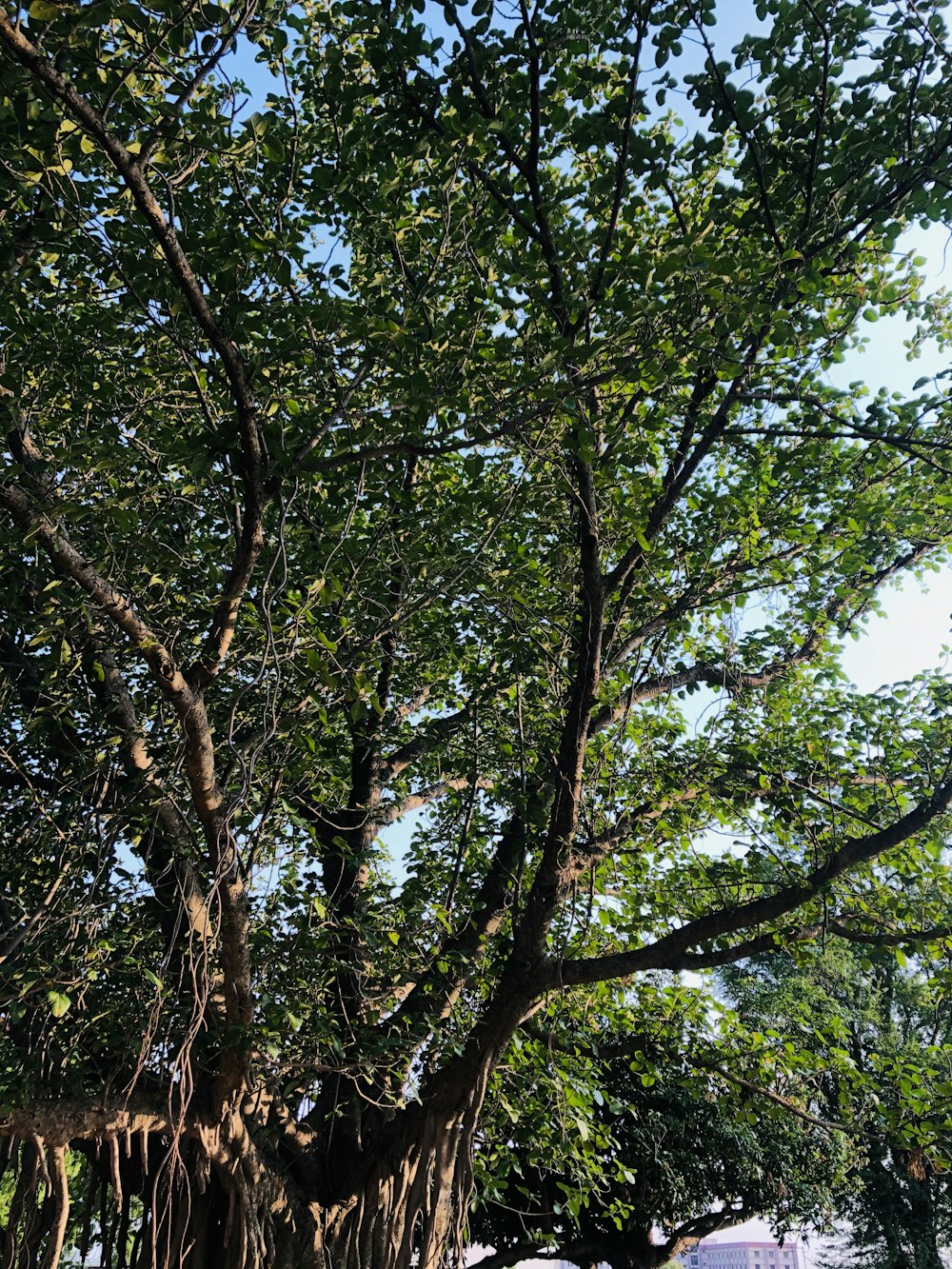 green tree under blue sky during daytime