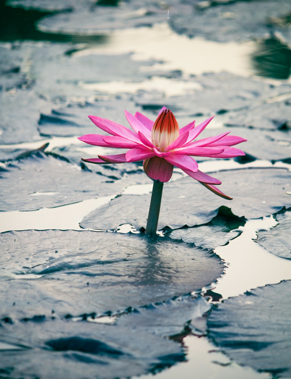 pink lotus flower on snow covered ground during daytime
