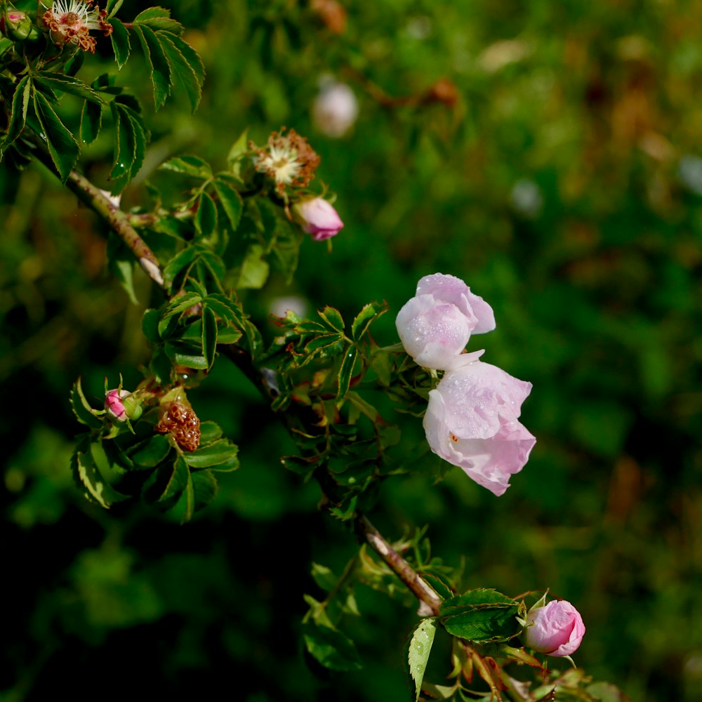 white flower in tilt shift lens