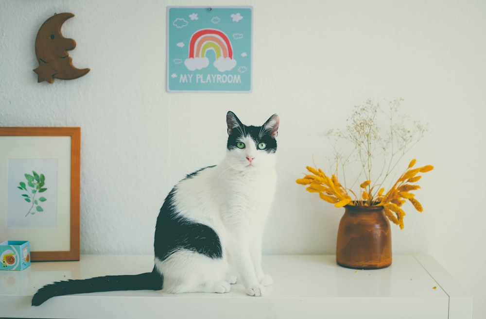 a black and white cat sitting on top of a table