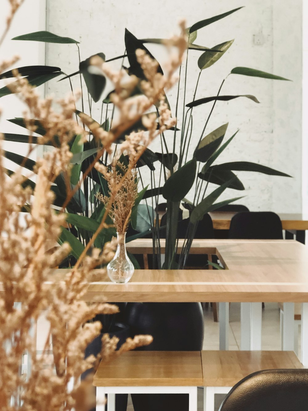 brown and green plant on clear glass vase