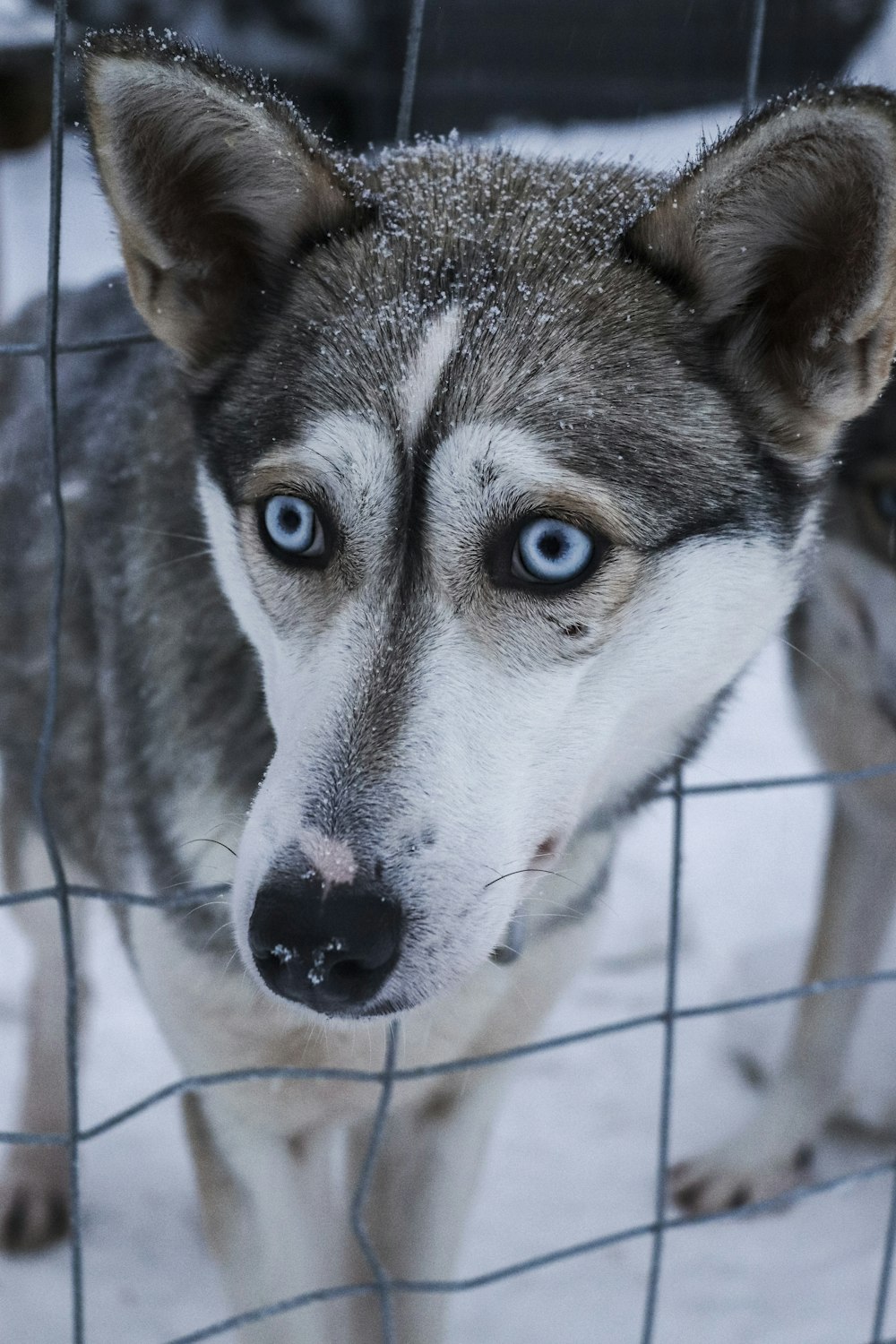 black and white siberian husky