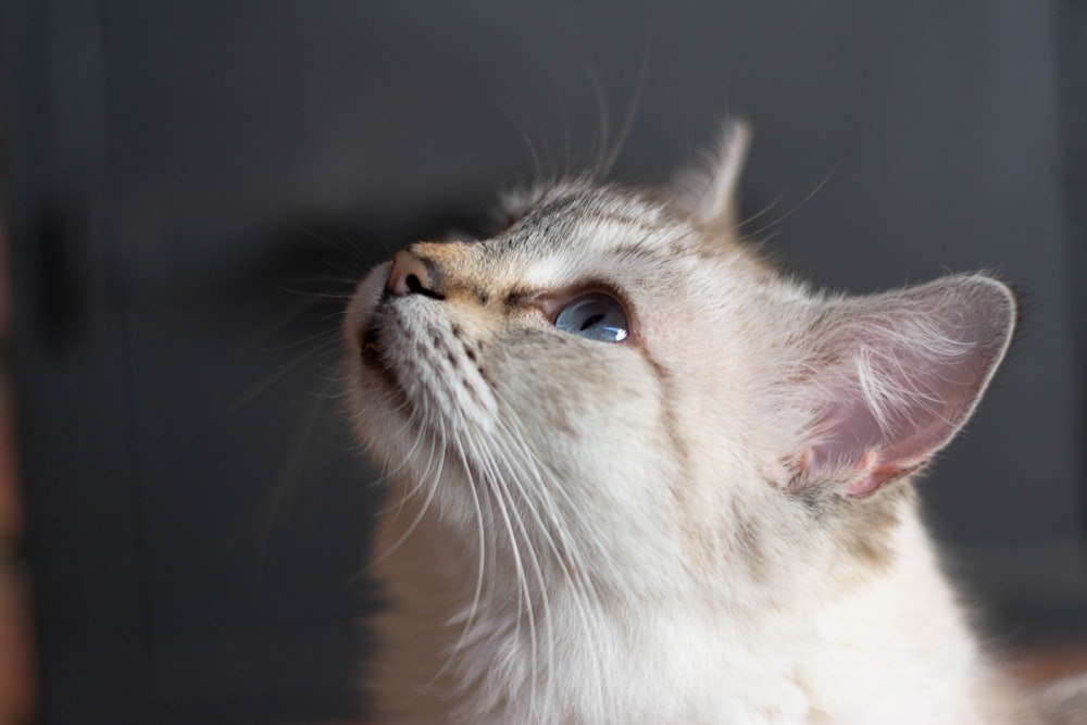 white and brown cat in close up photography