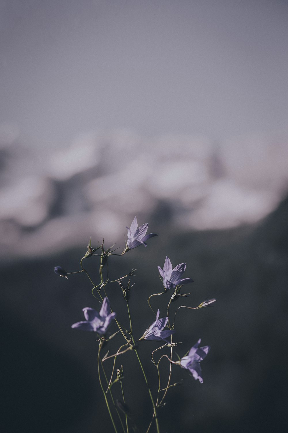 purple flower in tilt shift lens