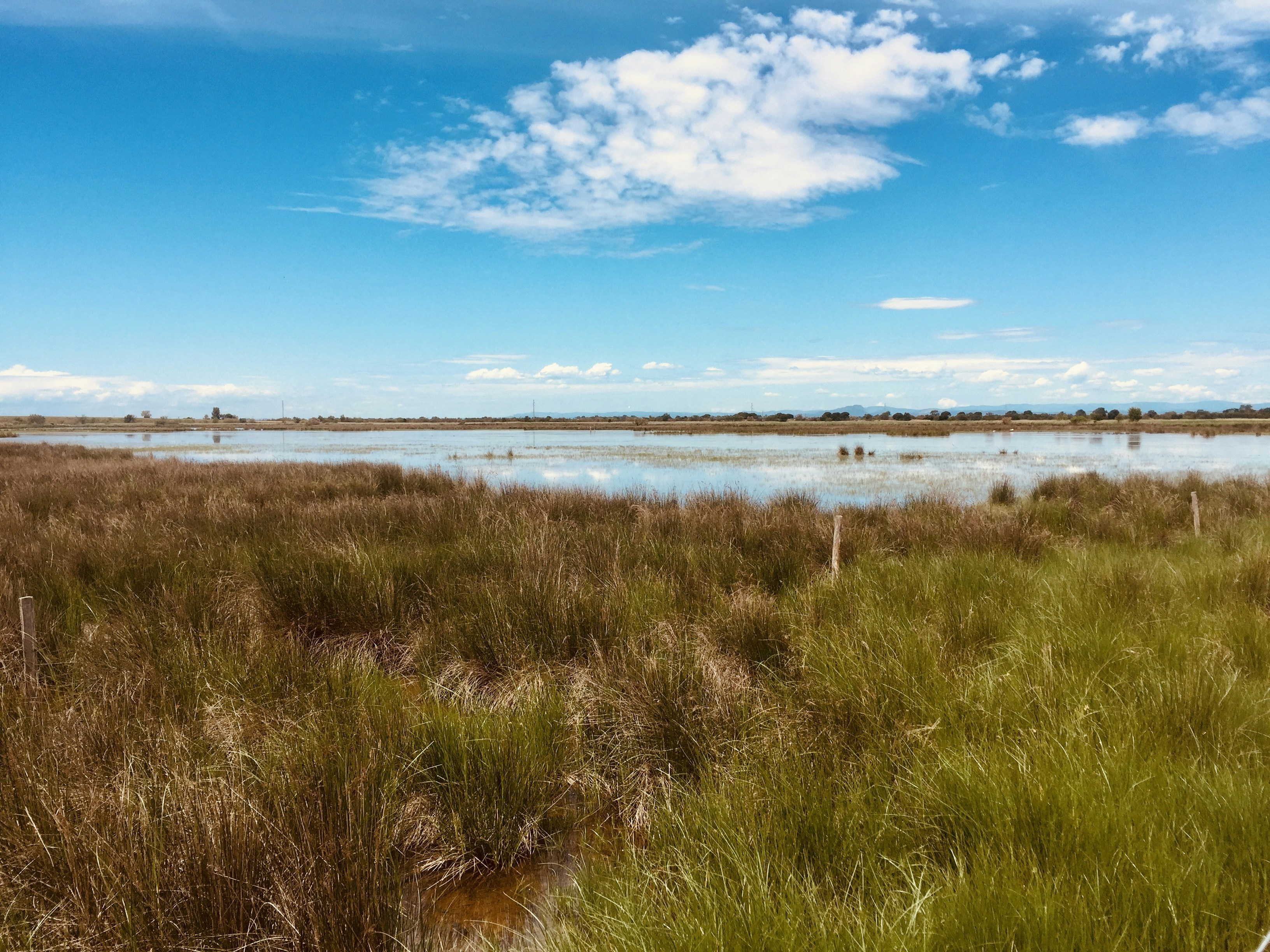 green grass field near body of water under blue sky during daytime