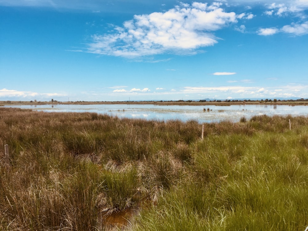 Campo de hierba verde cerca del cuerpo de agua bajo el cielo azul durante el día