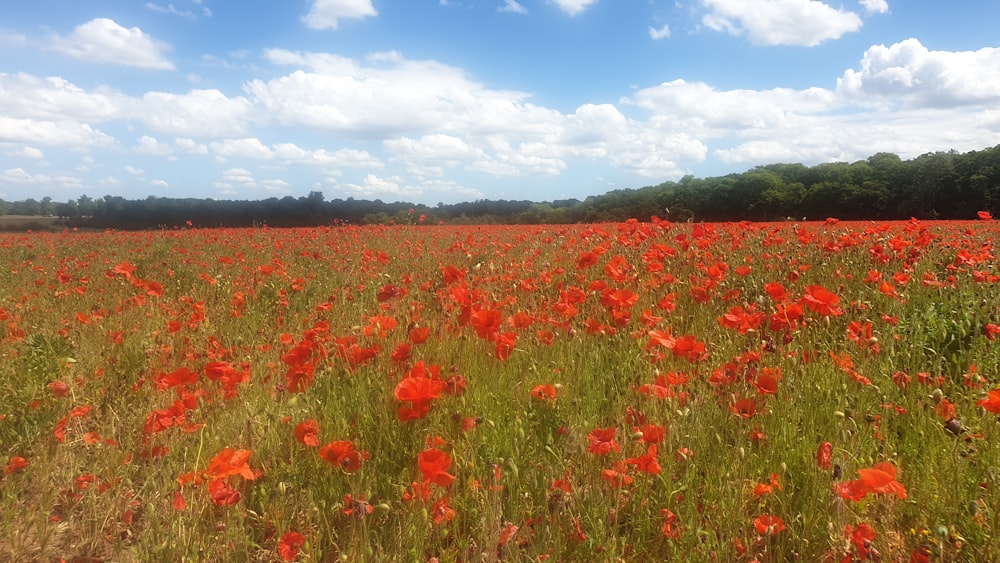 champ de fleurs rouges pendant la journée