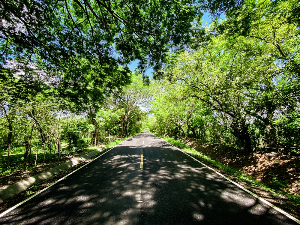 gray concrete road between green trees during daytime