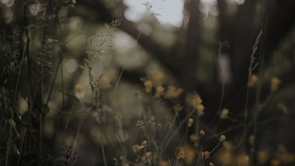 yellow flowers in tilt shift lens