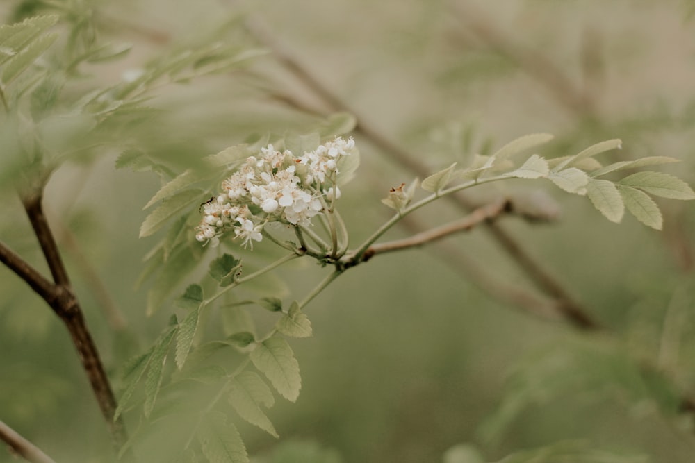 茶色の茎に白い花