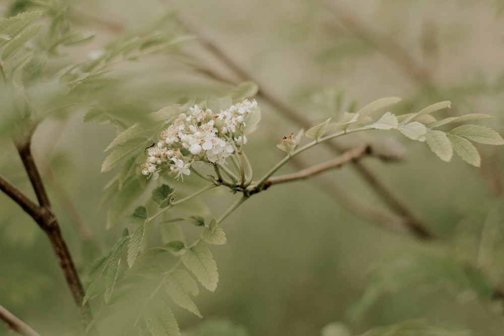 white flower on brown stem