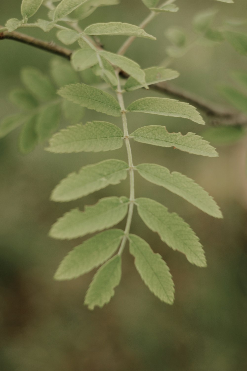 plante à feuilles vertes en photographie en gros plan