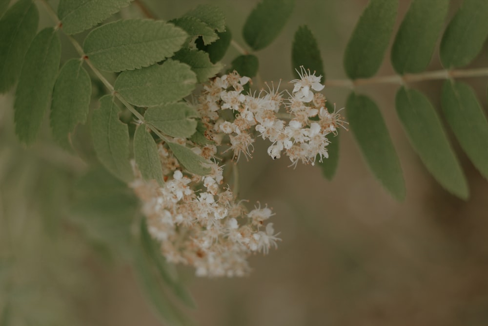 white flower with green leaves