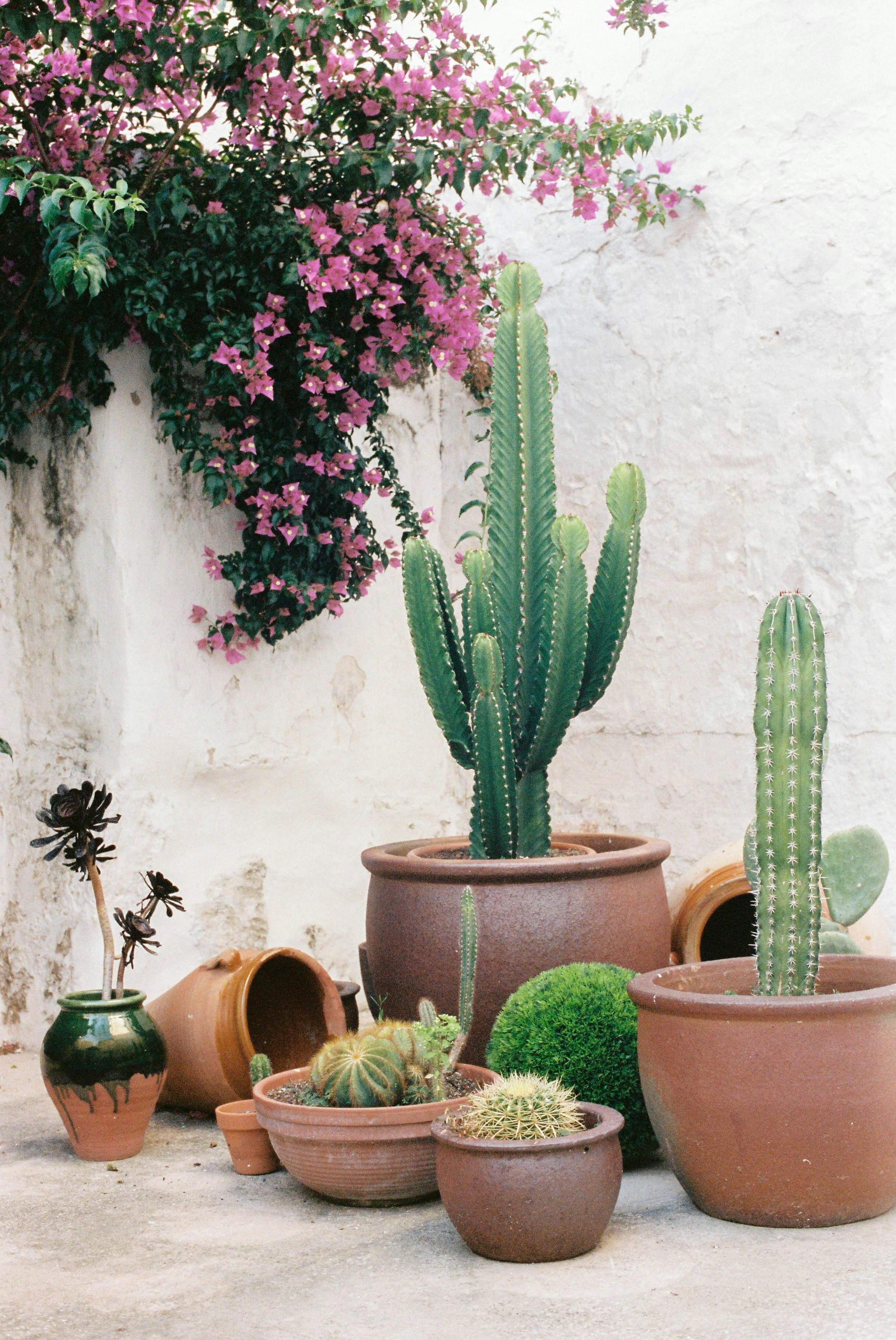 An array of brown clay pots containing various cacti and succulents against a white wall with a cascading tree of pink flowers at the top.