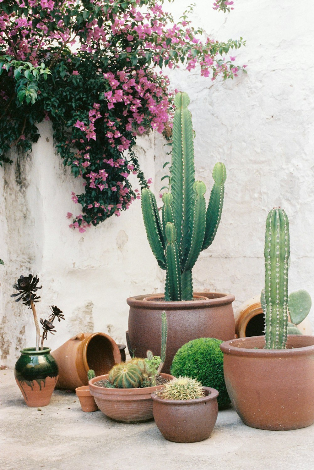 green cactus plants on brown clay pots