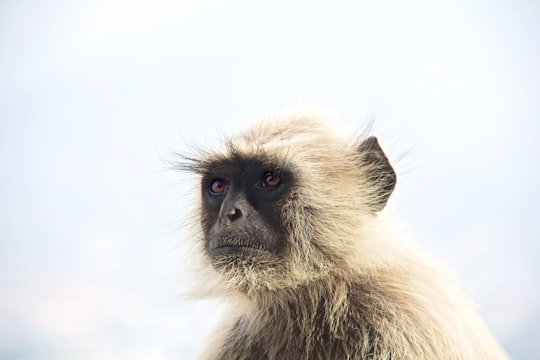 white and brown monkey under white sky during daytime in Púshkar India