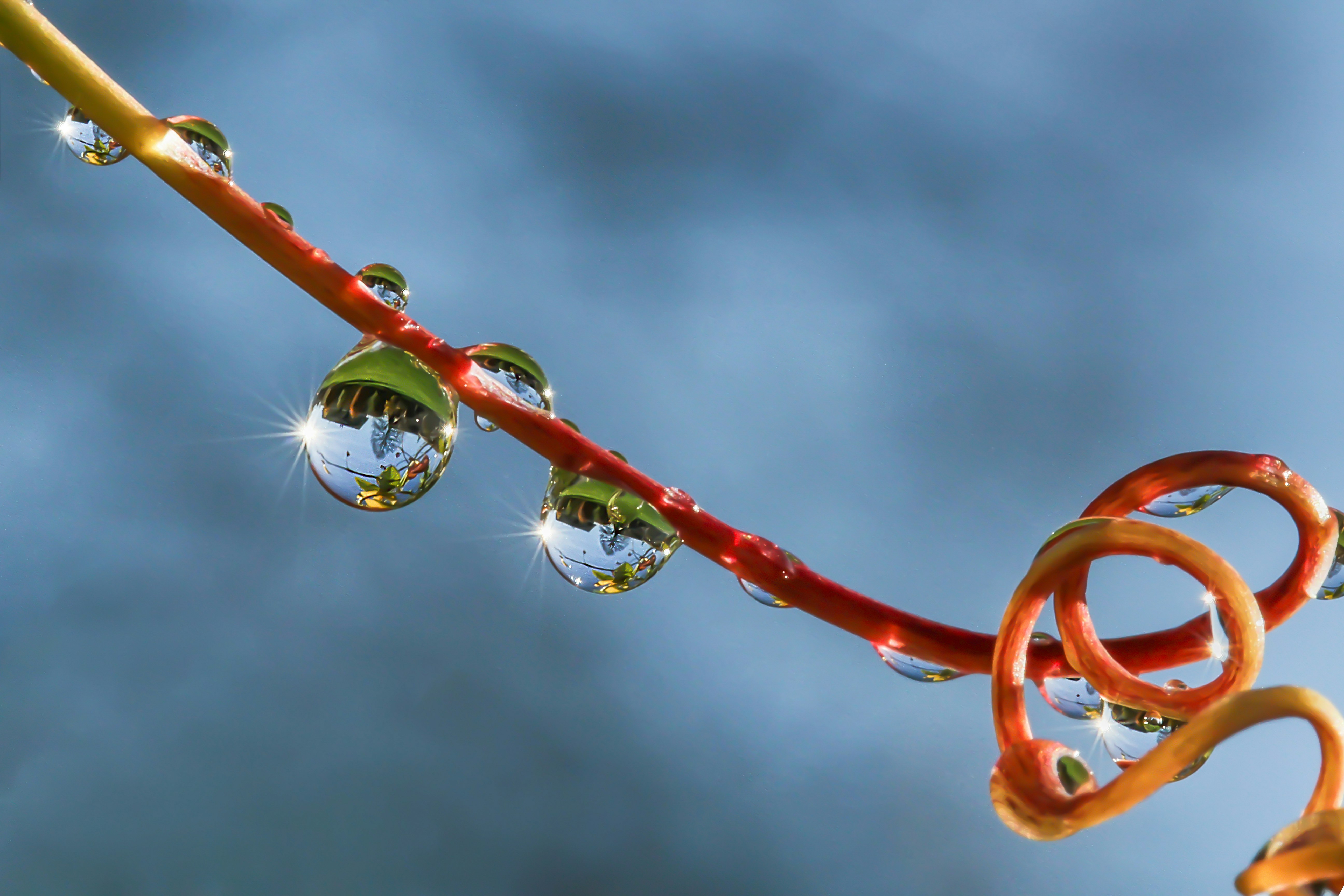 water dew on orange wire