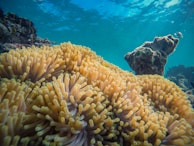 Vibrant underwater scene featuring a colorful array of sea anemones with tentacle-like structures swaying in the water. In the background, coral formations create an intricate landscape under the clear blue ocean.