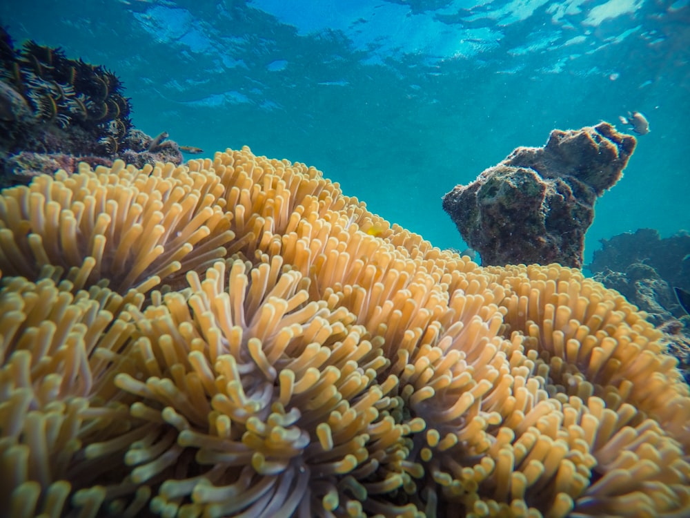 yellow and white coral reef under water