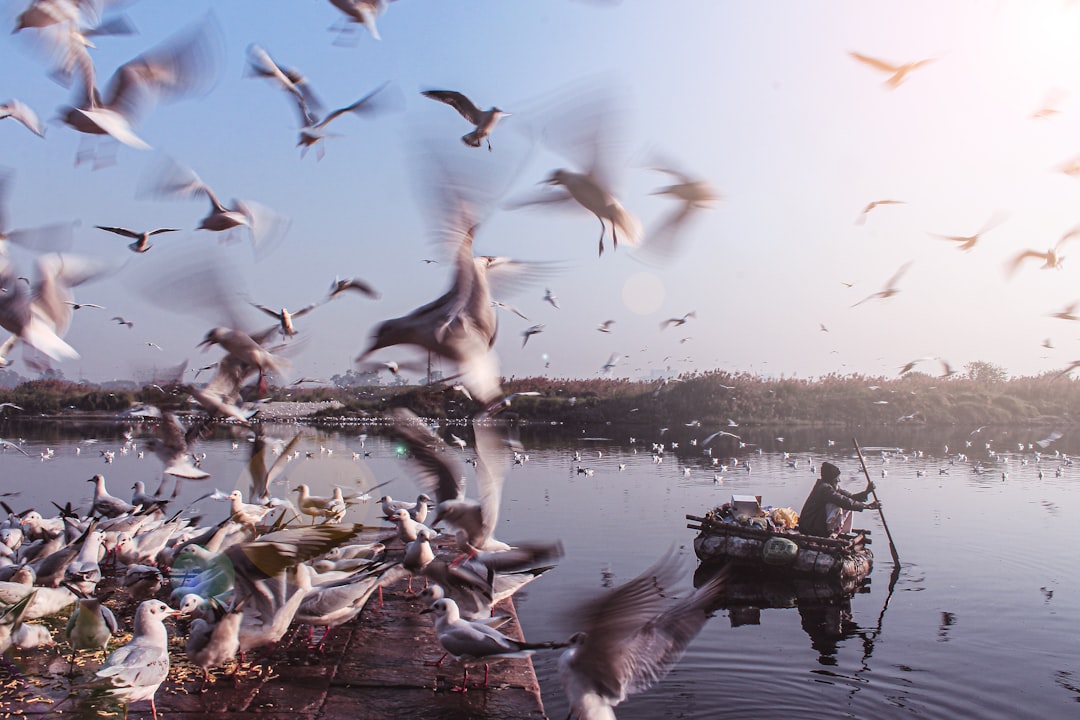 flock of birds flying over the water,