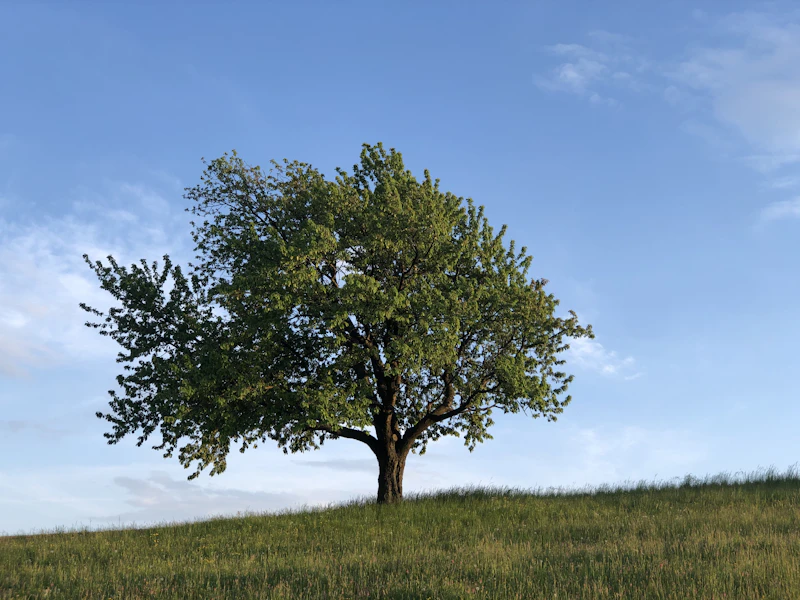 La pelouse et les arbres