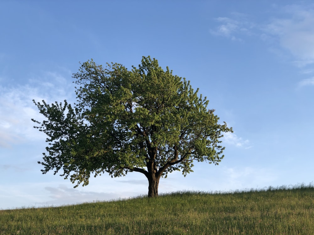 árbol verde en campo de hierba verde bajo cielo azul durante el día