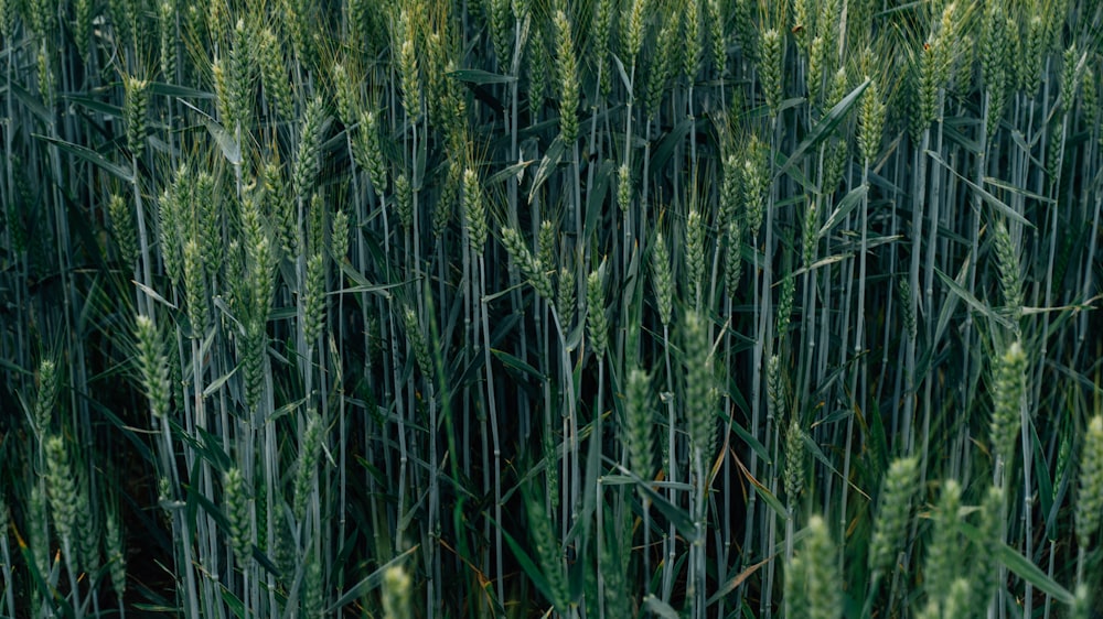 green wheat field during daytime