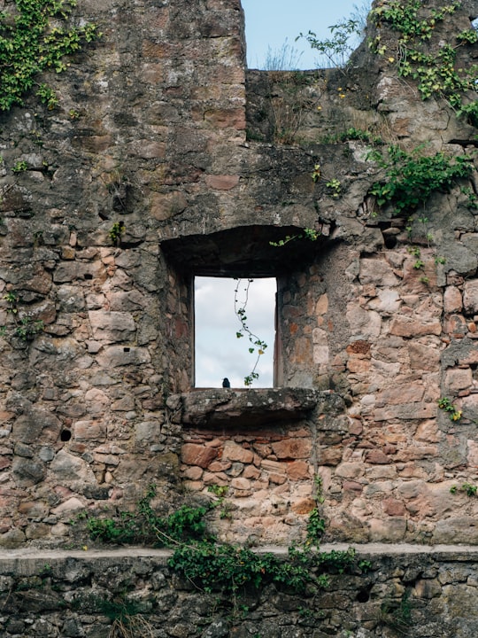 brown brick wall with green plants in Hochburg Germany